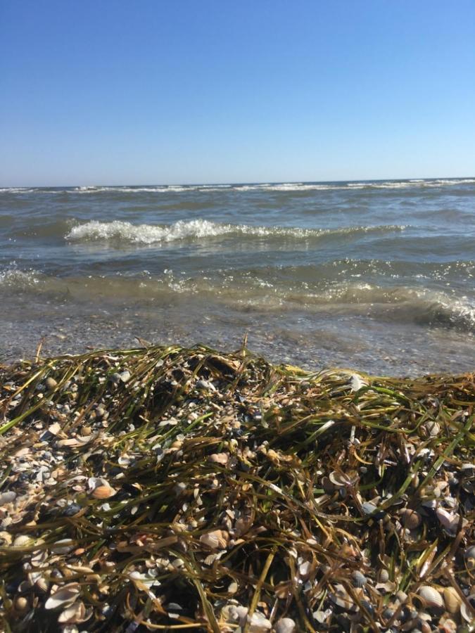 Ferienwohnung Mit Terrasse - Insel Usedom Trassenheide Dış mekan fotoğraf