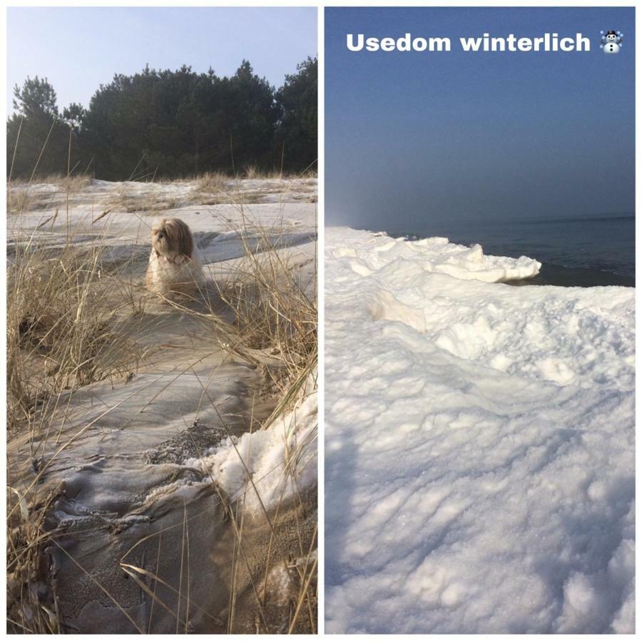 Ferienwohnung Mit Terrasse - Insel Usedom Trassenheide Dış mekan fotoğraf